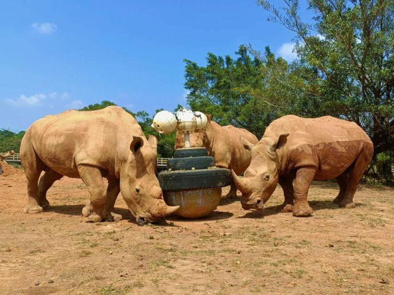 創意不倒翁 打造犀牛家族幸福力 